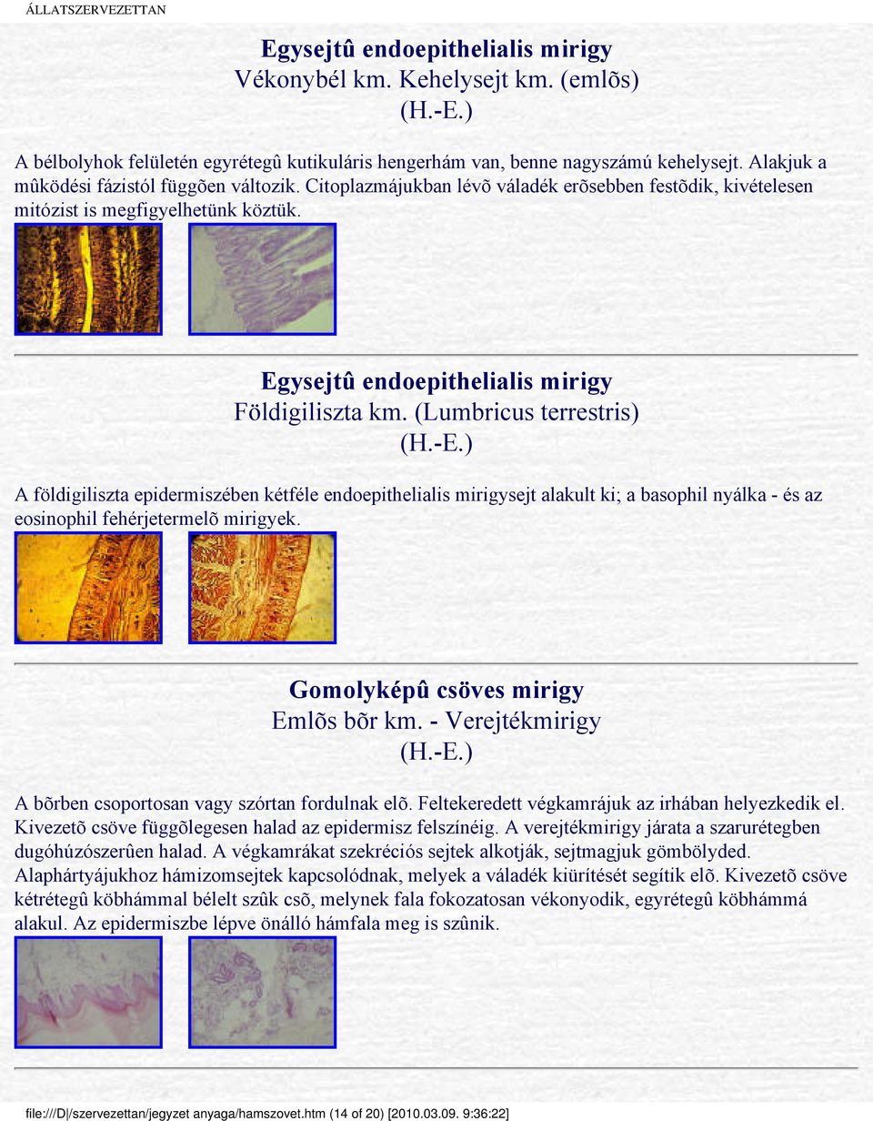 (Lumbricus terrestris) A földigiliszta epidermiszében kétféle endoepithelialis mirigysejt alakult ki; a basophil nyálka - és az eosinophil fehérjetermelõ mirigyek.