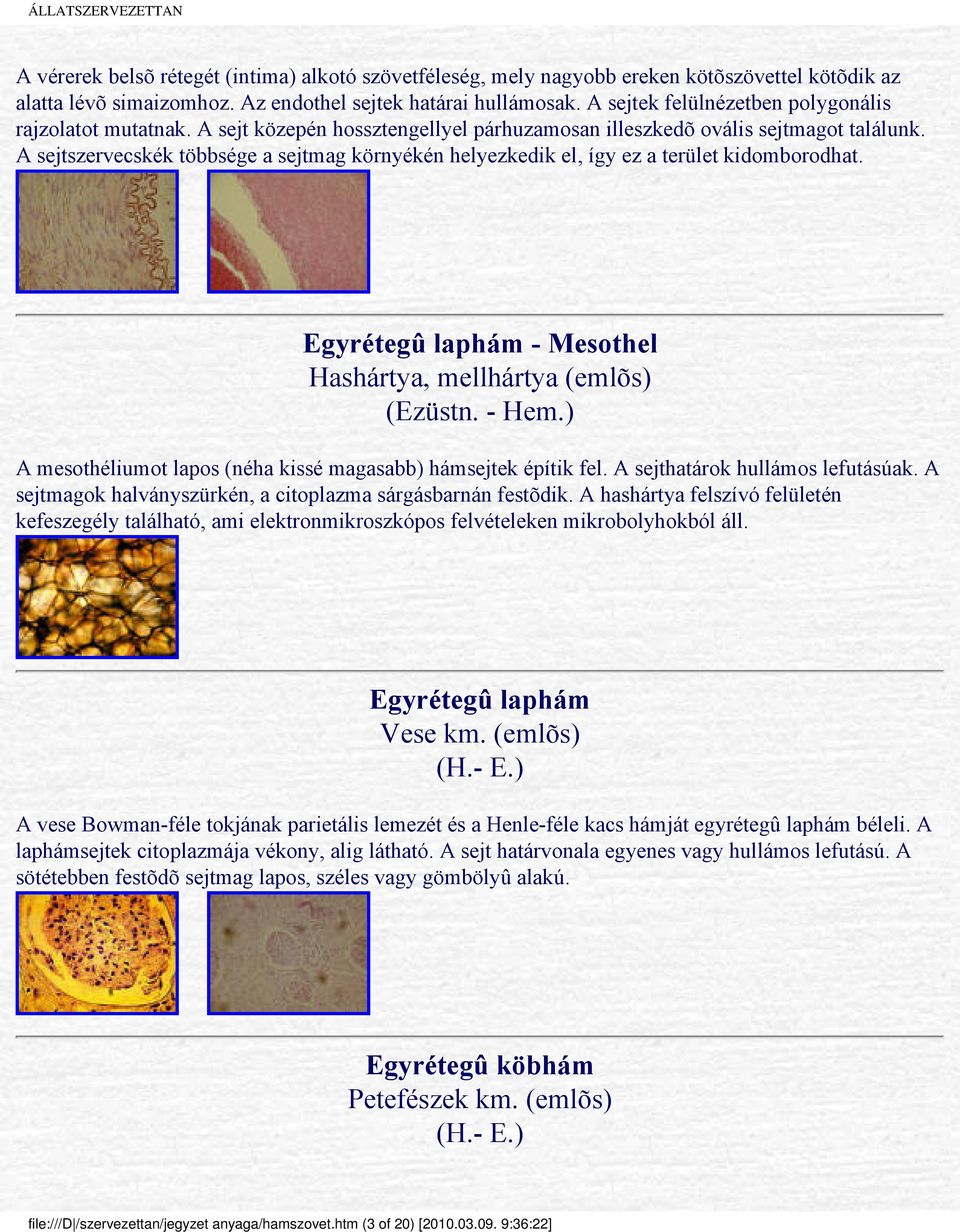 A sejtszervecskék többsége a sejtmag környékén helyezkedik el, így ez a terület kidomborodhat. Egyrétegû laphám - Mesothel Hashártya, mellhártya (emlõs) (Ezüstn. - Hem.