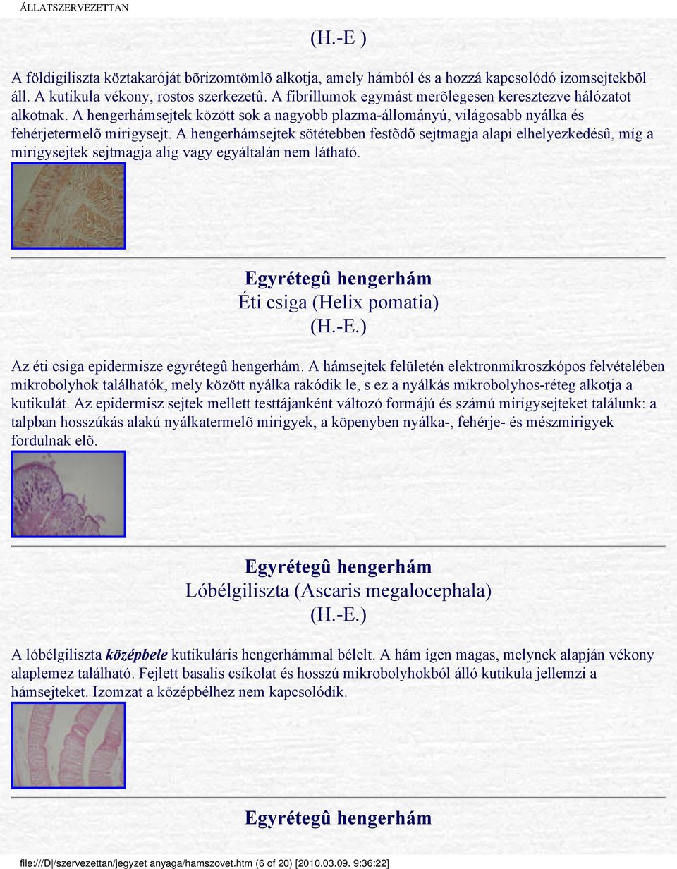 A hengerhámsejtek sötétebben festõdõ sejtmagja alapi elhelyezkedésû, míg a mirigysejtek sejtmagja alig vagy egyáltalán nem látható.