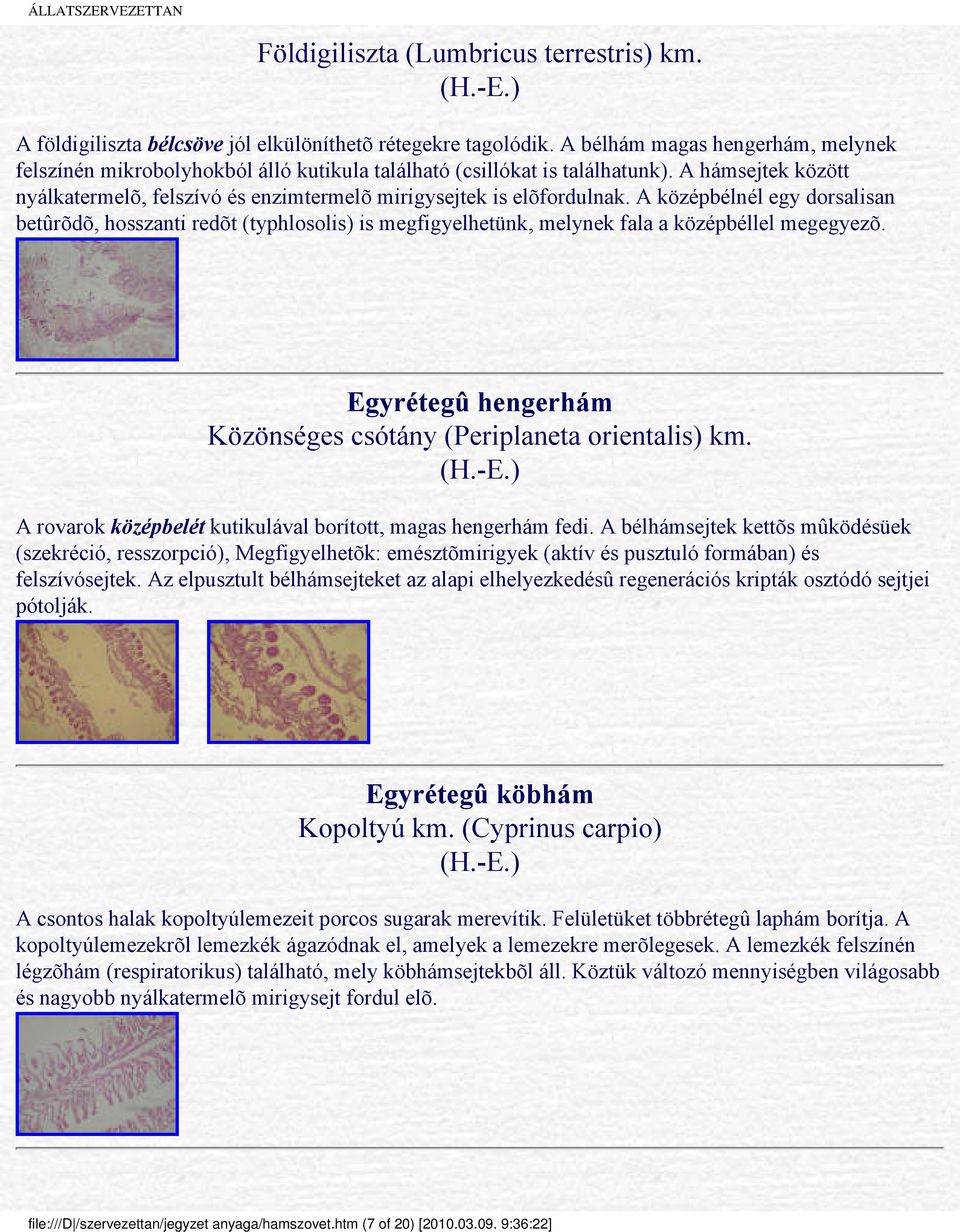 A középbélnél egy dorsalisan betûrõdõ, hosszanti redõt (typhlosolis) is megfigyelhetünk, melynek fala a középbéllel megegyezõ. Egyrétegû hengerhám Közönséges csótány (Periplaneta orientalis) km.