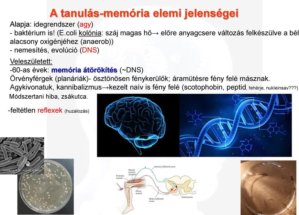 (DNS) Veleszületett: -60-as évek: memória átörökítés (~DNS) Örvényférgek (planáriák)- ösztönösen fénykerülők; áramütésre fény