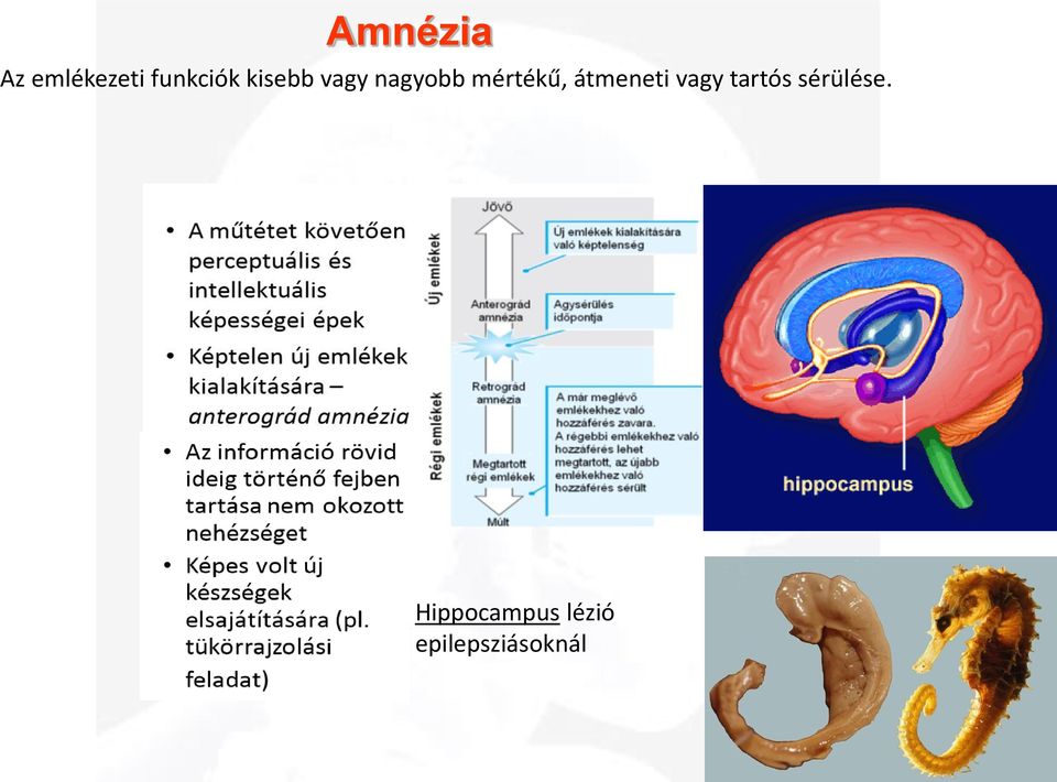 átmeneti vagy tartós sérülése.