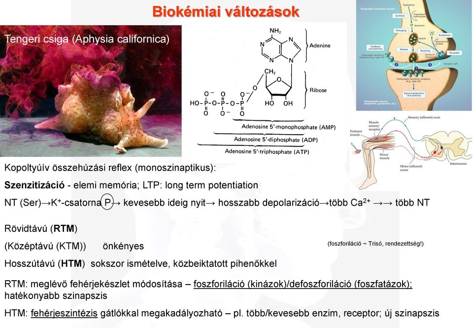 (Középtávú (KTM)) önkényes Hosszútávú (HTM) sokszor ismételve, közbeiktatott pihenőkkel (foszforiláció ~ Trisó, rendezettség!