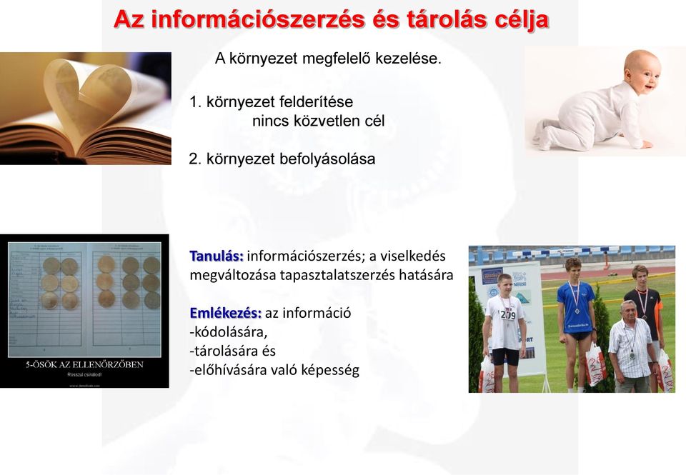 környezet befolyásolása Tanulás: információszerzés; a viselkedés