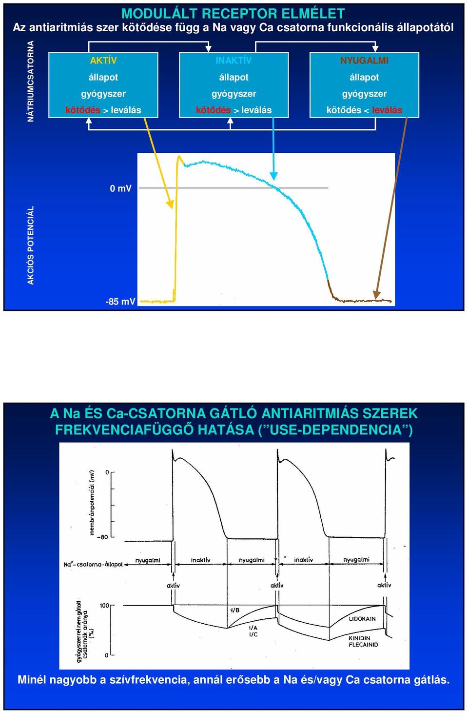 állapot gyógyszer kötıdés < leválás 0 mv AKCIÓS POTENCIÁL -85 mv A Na ÉS Ca-CSATORNA GÁTLÓ ANTIARITMIÁS SZEREK