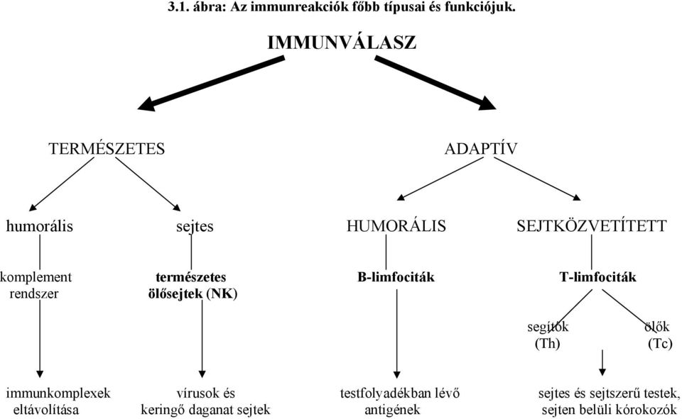 természetes B-limfociták T-limfociták rendszer ölősejtek (NK) segítők ölők (Th) (Tc)