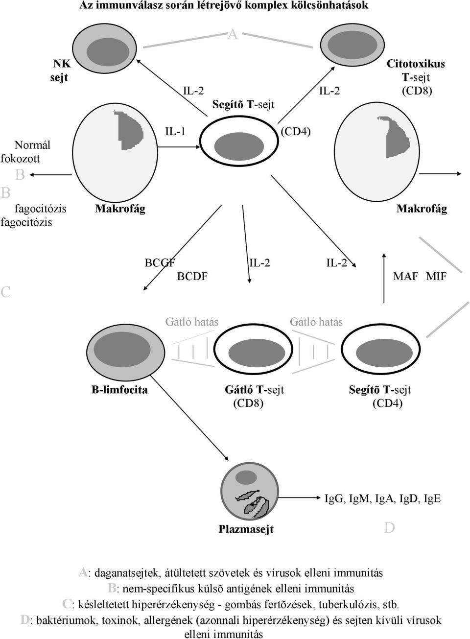 IgE Plazmasejt D A: daganatsejtek, átültetett szövetek és vírusok elleni immunitás B: nem-specifikus külsõ antigének elleni immunitás C: késleltetett