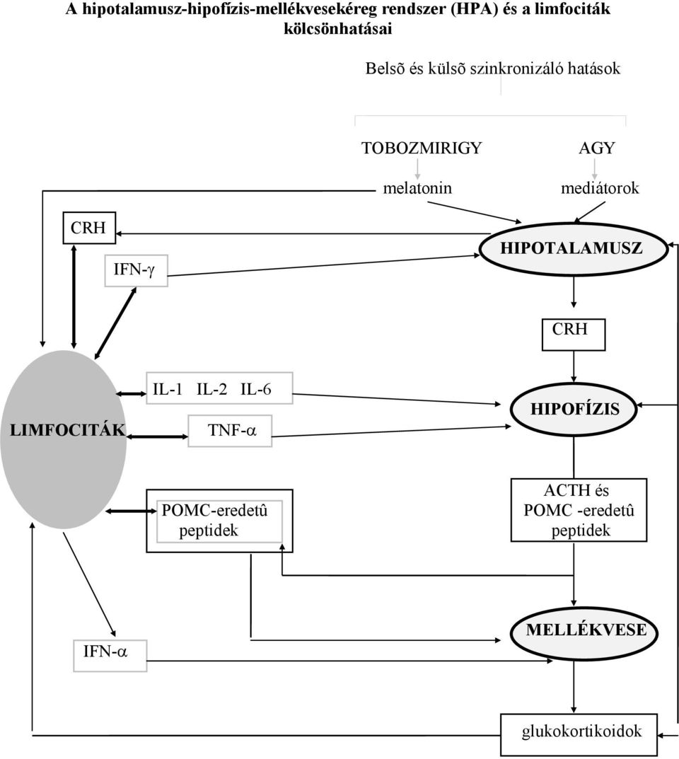 mediátorok CRH IFN-γ HIPOTALAMUSZ CRH LIMFOCITÁK IL-1 IL-2 IL-6 TNF-α