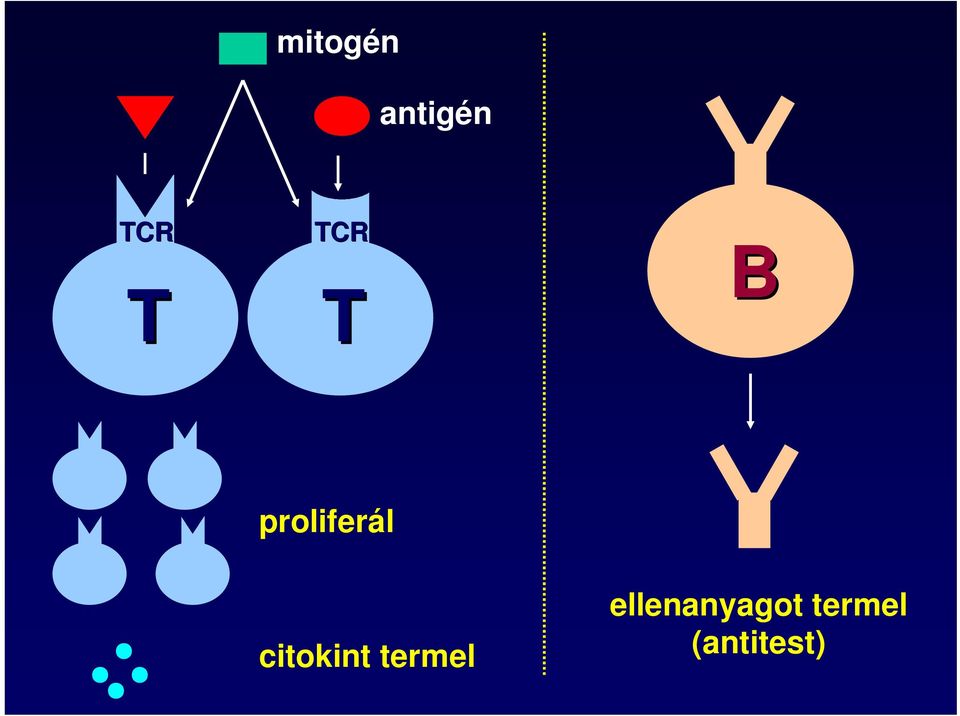 citokint termel