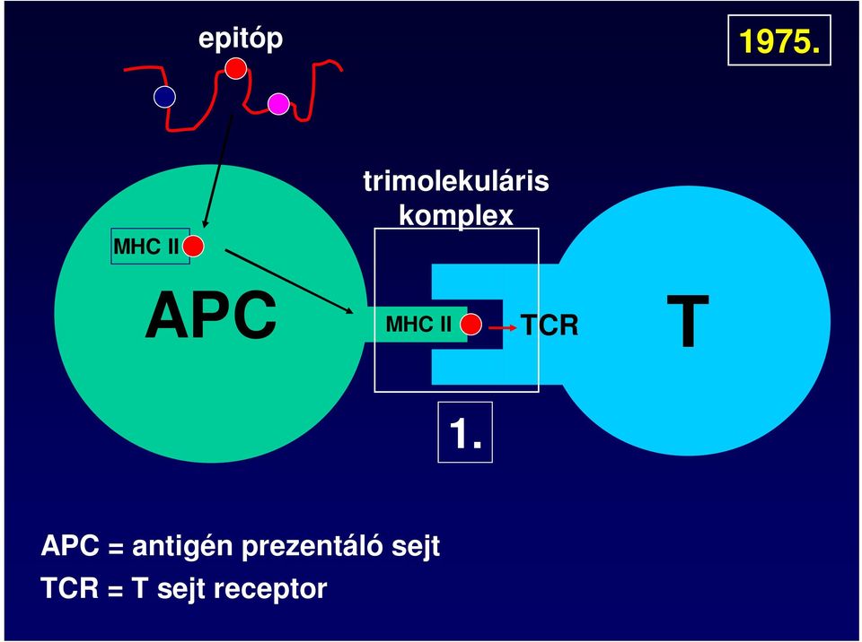 komplex APC MHC II TCR T 1.