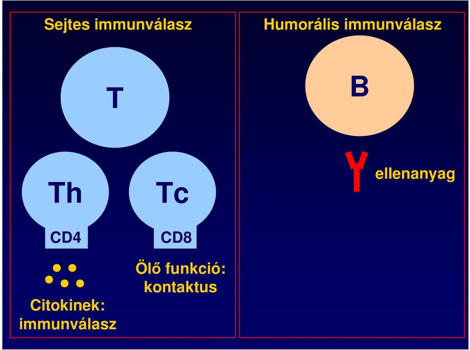 ellenanyag CD4 Citokinek: