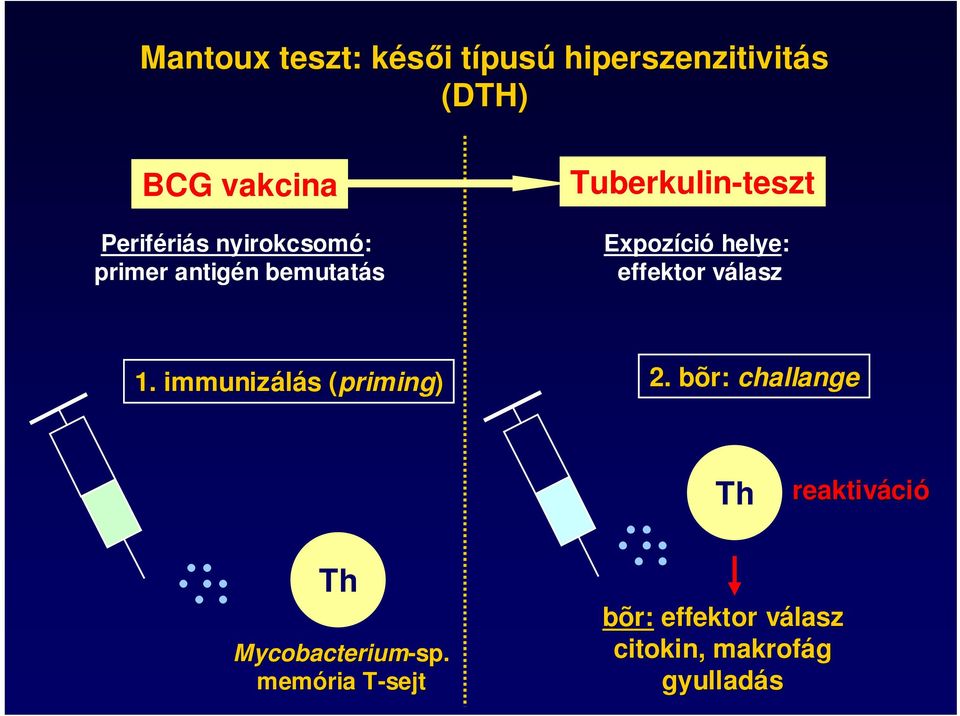 helye: effektor válasz 1. immunizálás (priming) 2.