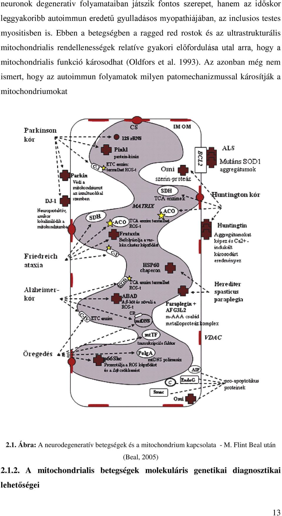 funkció károsodhat (Oldfors et al. 1993). Az azonban még nem ismert, hogy az autoimmun folyamatok milyen patomechanizmussal károsítják a mitochondriumokat 2.1. Ábra: A neurodegeneratív betegségek és a mitochondrium kapcsolata - M.