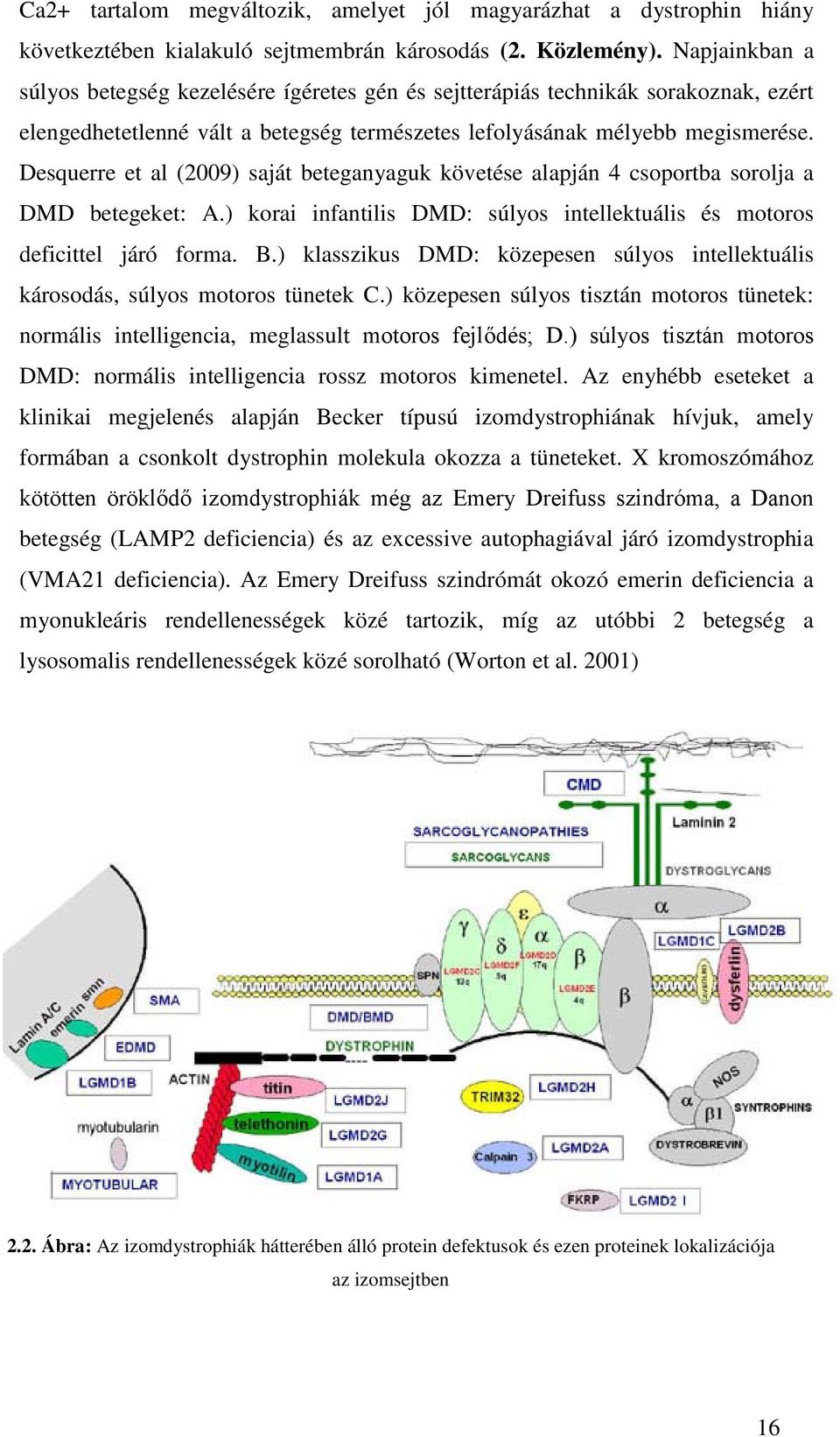 Desquerre et al (2009) saját beteganyaguk követése alapján 4 csoportba sorolja a DMD betegeket: A.) korai infantilis DMD: súlyos intellektuális és motoros deficittel járó forma. B.