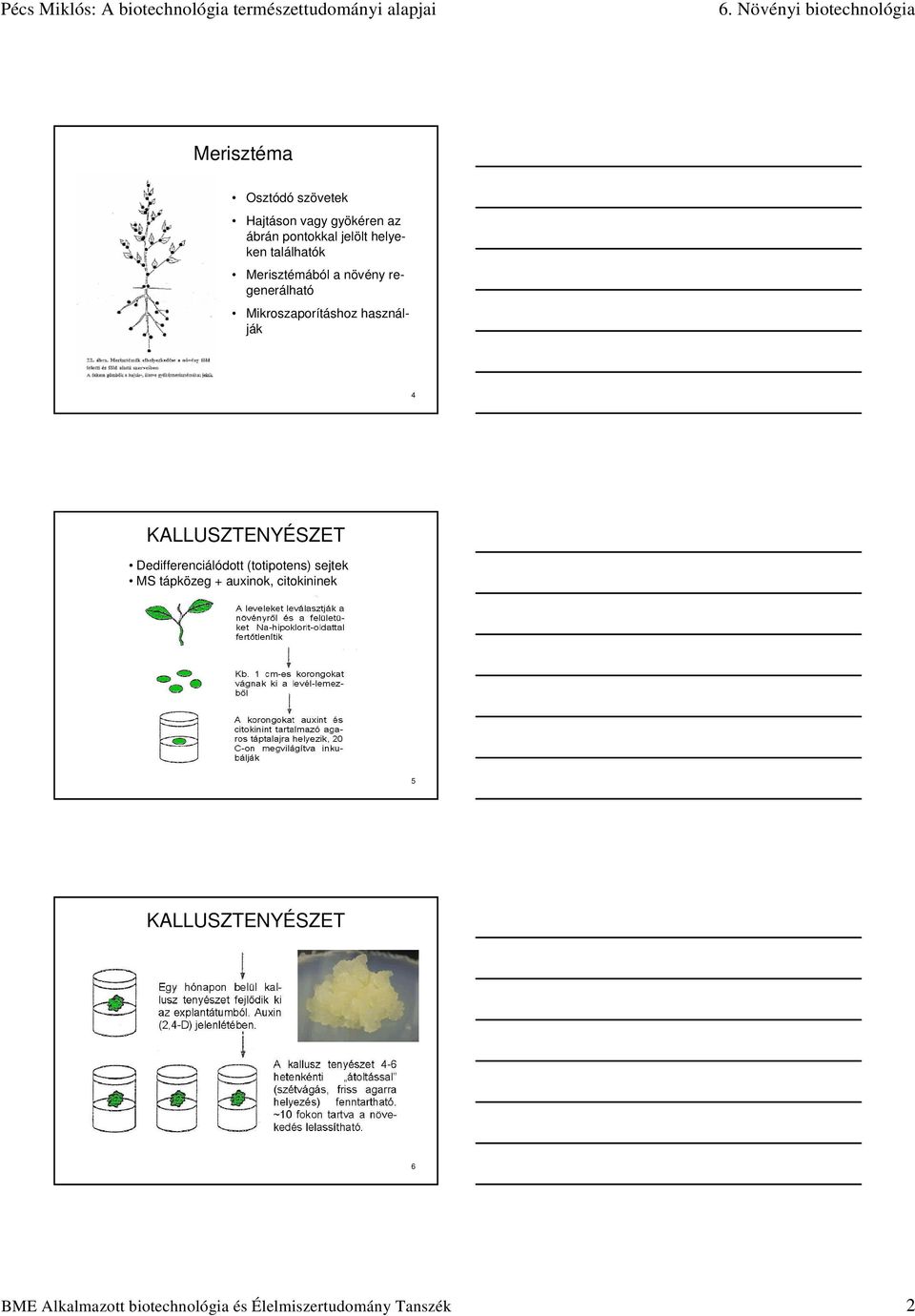 KALLUSZTENYÉSZET Dedifferenciálódott (totipotens) sejtek MS tápközeg + auxinok,