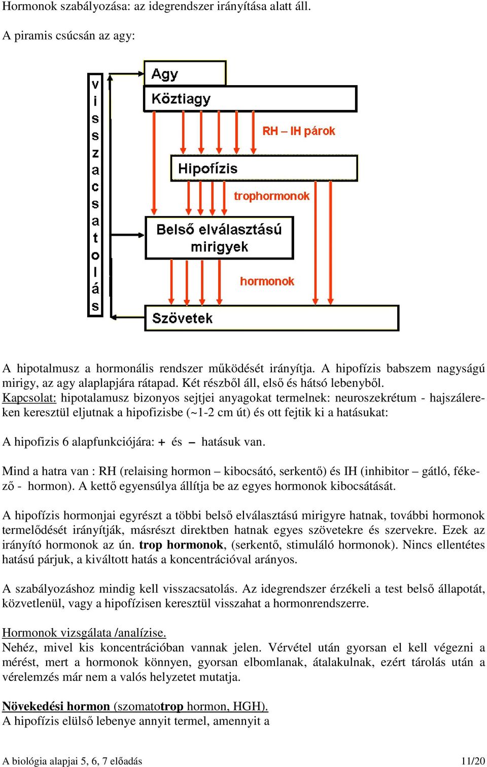 Kapcsolat: hipotalamusz bizonyos sejtjei anyagokat termelnek: neuroszekrétum - hajszálereken keresztül eljutnak a hipofizisbe (~1-2 cm út) és ott fejtik ki a hatásukat: A hipofizis 6 alapfunkciójára: