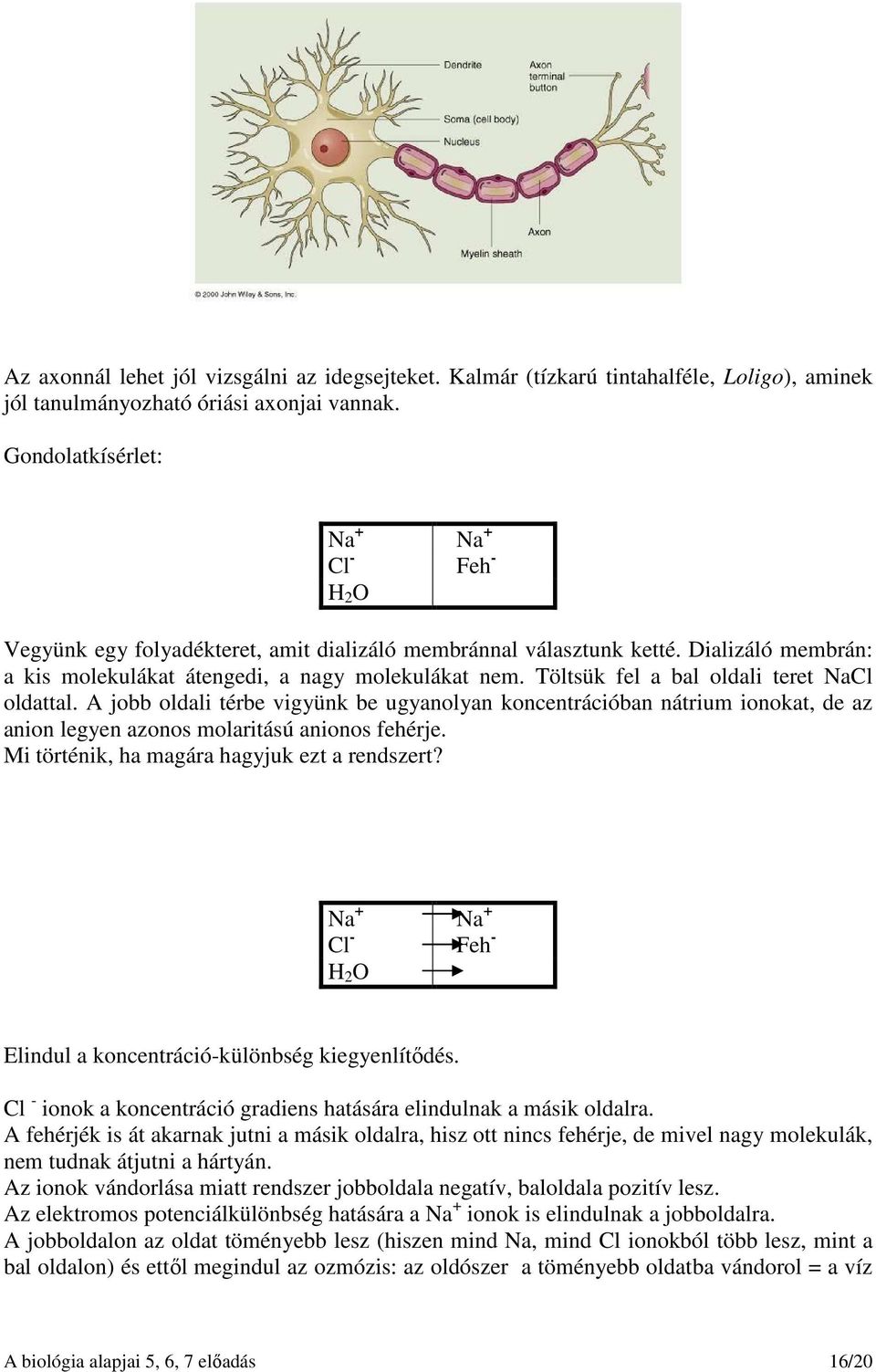 Töltsük fel a bal oldali teret NaCl oldattal. A jobb oldali térbe vigyünk be ugyanolyan koncentrációban nátrium ionokat, de az anion legyen azonos molaritású anionos fehérje.