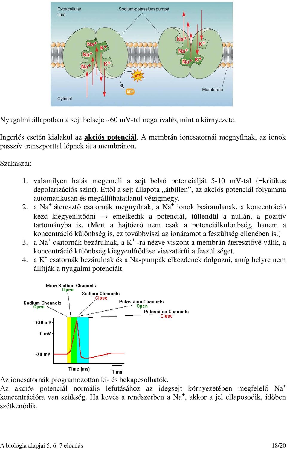 Ettől a sejt állapota átbillen, az akciós potenciál folyamata automatikusan és megállíthatatlanul végigmegy. 2.