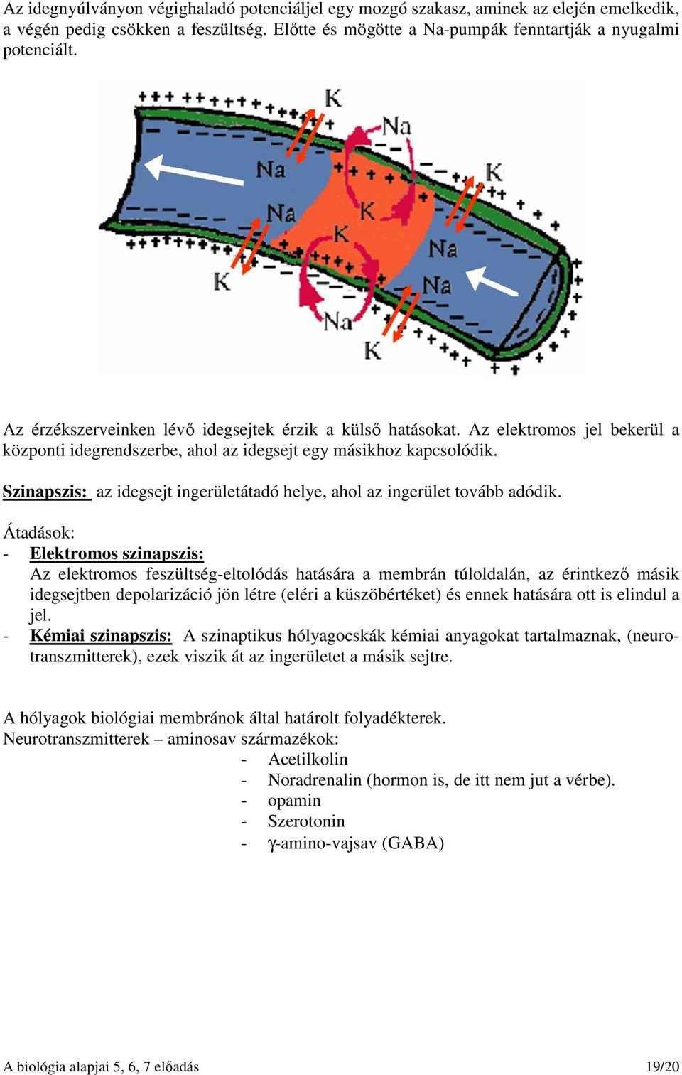 Szinapszis: az idegsejt ingerületátadó helye, ahol az ingerület tovább adódik.