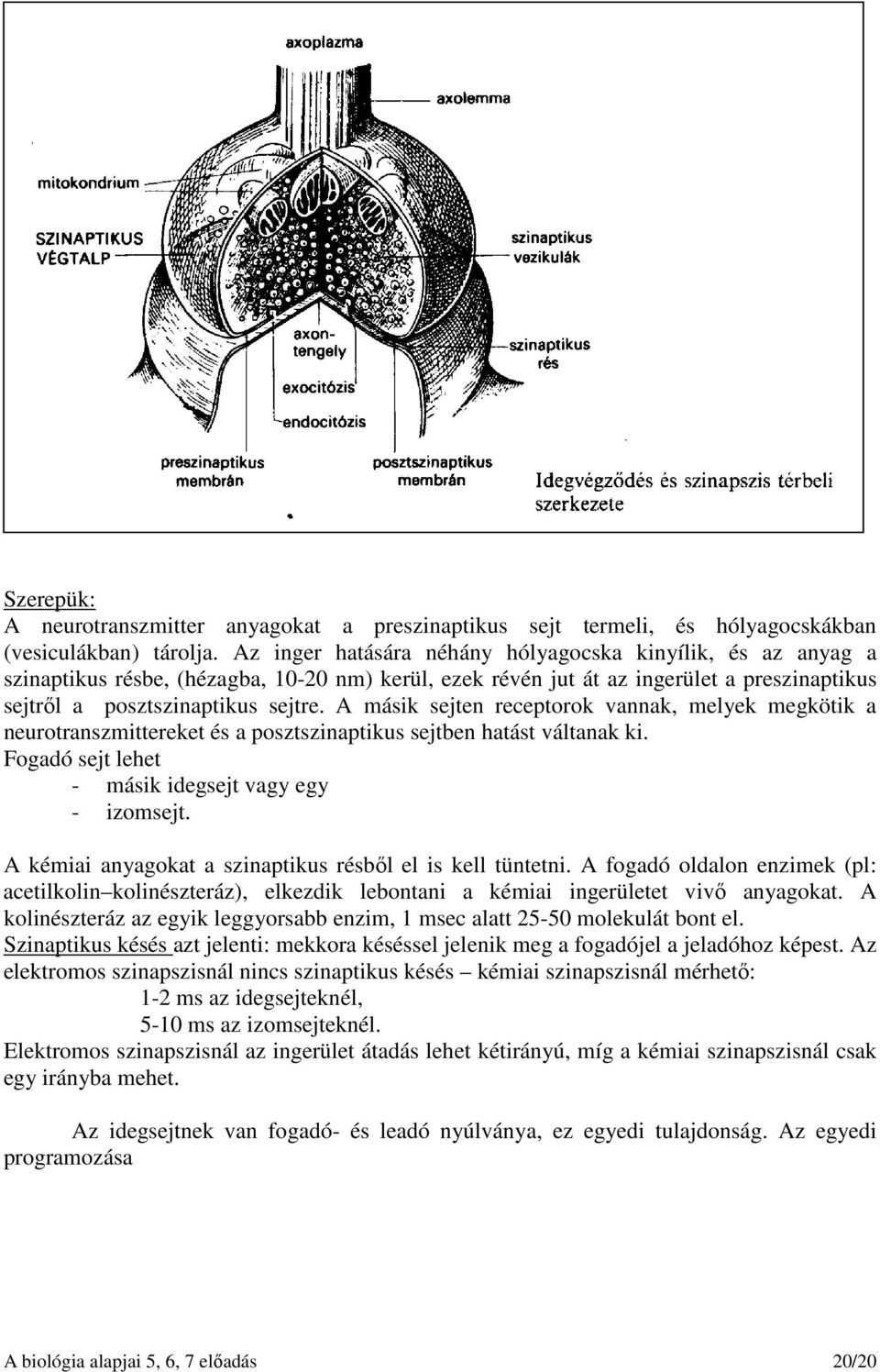 A másik sejten receptorok vannak, melyek megkötik a neurotranszmittereket és a posztszinaptikus sejtben hatást váltanak ki. Fogadó sejt lehet - másik idegsejt vagy egy - izomsejt.