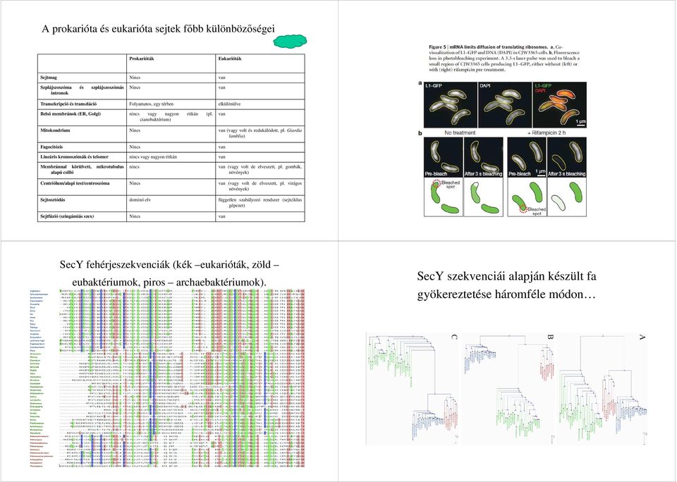 Giardia lamblia) Fagocitózis Nincs van Lineáris kromoszómák és telomer nincs vagy nagyon ritkán van Membránnal körülvett, mikrotubulus alapú csilló nincs van (vagy volt de elveszett, pl.