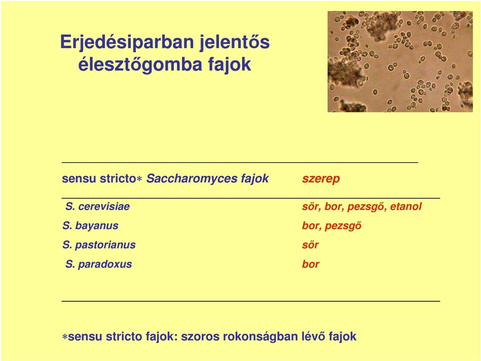 cerevisiae sör, bor, pezsgı, etanol S.