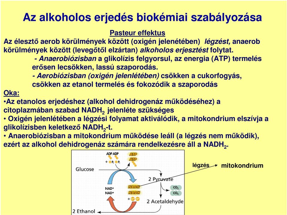 - Aerobiózisban (oxigén jelenlétében) csökken a cukorfogyás, csökken az etanol termelés és fokozódik a szaporodás Oka: Az etanolos erjedéshez (alkohol dehidrogenáz mőködéséhez) a citoplazmában szabad