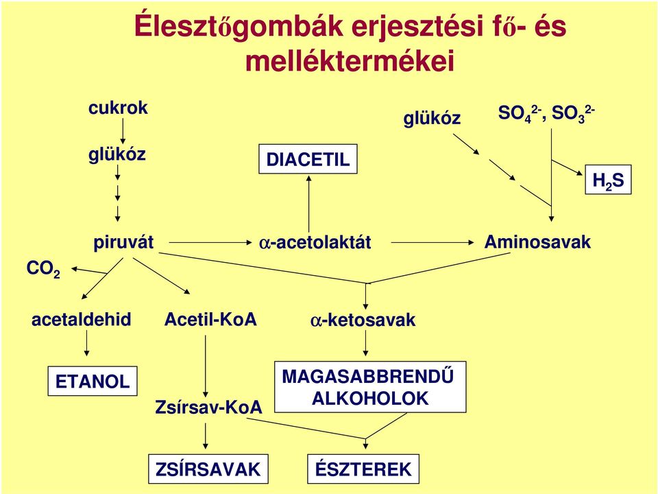 α-acetolaktát Aminosavak CO 2 acetaldehid Acetil-KoA