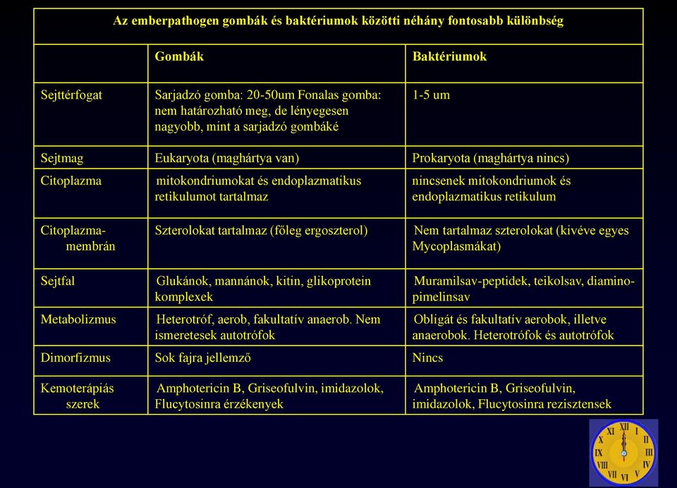 retikulum Citoplazmamembrán Szterolokat tartalmaz (főleg ergoszterol) Nem tartalmaz szterolokat (kivéve egyes Mycoplasmákat) Sejtfal Metabolizmus Glukánok, mannánok, kitin, glikoprotein komplexek