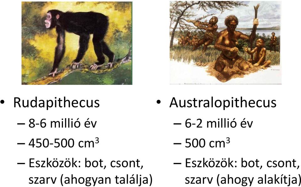 találja) Australopithecus 6-2 millió év