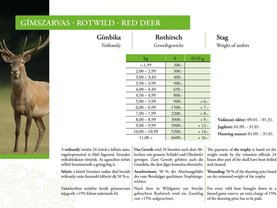 Jagdzeit: 01.09. - 31.01. Hunting season: 01.09. - 31.01. A trófeasúly mérése 24 órával a kifőzés után, nagykoponyával és felső fogsorral, hivatalos trófeabírálaton történik.