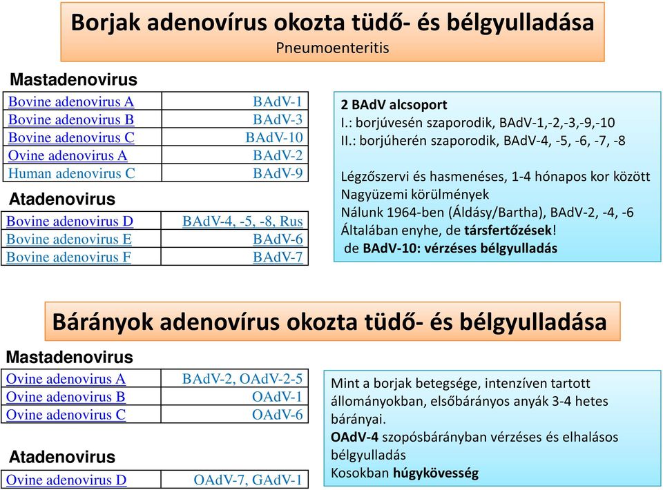 : borjúherén szaporodik, BAdV-4, -5, -6, -7, -8 Légzőszervi és hasmenéses, 1-4 hónapos kor között Nagyüzemi körülmények Nálunk 1964-ben (Áldásy/Bartha), BAdV-2, -4,-6 Általában enyhe, de