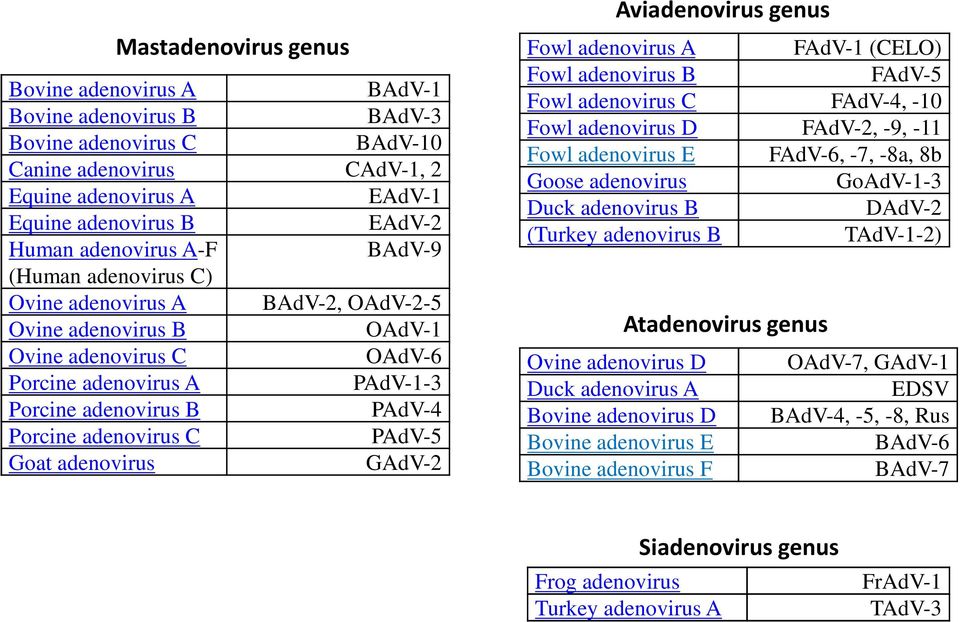 adenovirus C PAdV-5 Goat adenovirus GAdV-2 Aviadenovirus genus Fowl adenovirus A FAdV-1 (CELO) Fowl adenovirus B FAdV-5 Fowl adenovirus C FAdV-4, -10 Fowl adenovirus D FAdV-2, -9, -11 Fowl adenovirus