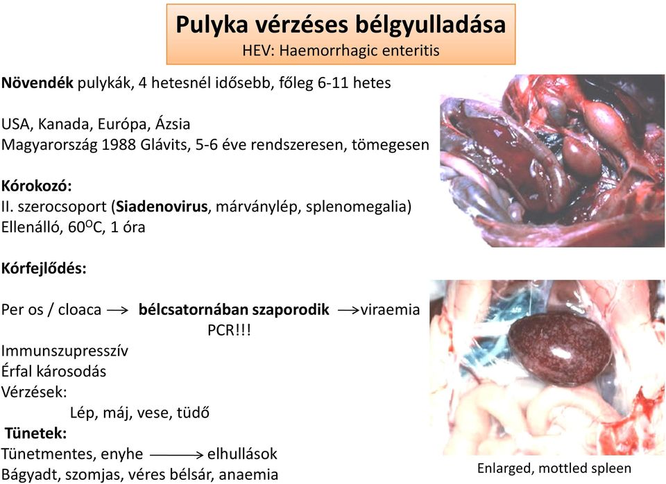 szerocsoport (Siadenovirus, márványlép, splenomegalia) Ellenálló, 60 O C, 1 óra Kórfejlődés: Per os / cloaca bélcsatornában