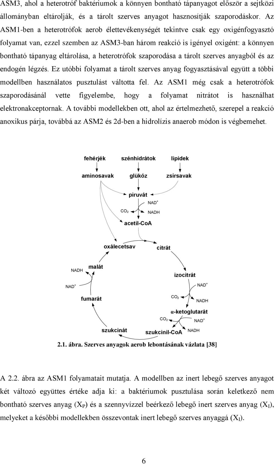 a heterotrófok szaporodása a tárolt szerves anyagból és az endogén légzés. Ez utóbbi folyamat a tárolt szerves anyag fogyasztásával együtt a többi modellben használatos pusztulást váltotta fel.