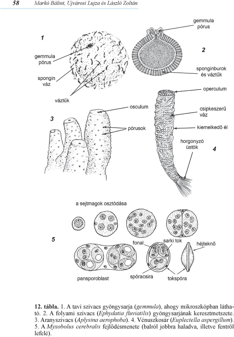 A folyami szivacs (Ephydatia fluviatilis) gyöngysarjának keresztmetszete. 3.