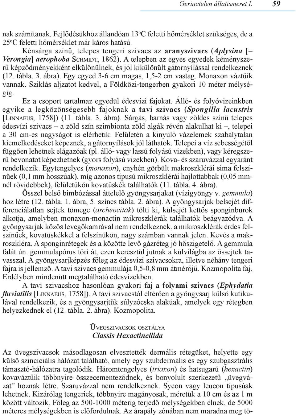 A telepben az egyes egyedek kéményszerű képződményekként elkülönülnek, és jól kikülönült gátornyílással rendelkeznek (12. tábla. 3. ábra). Egy egyed 3-6 cm magas, 1,5-2 cm vastag.