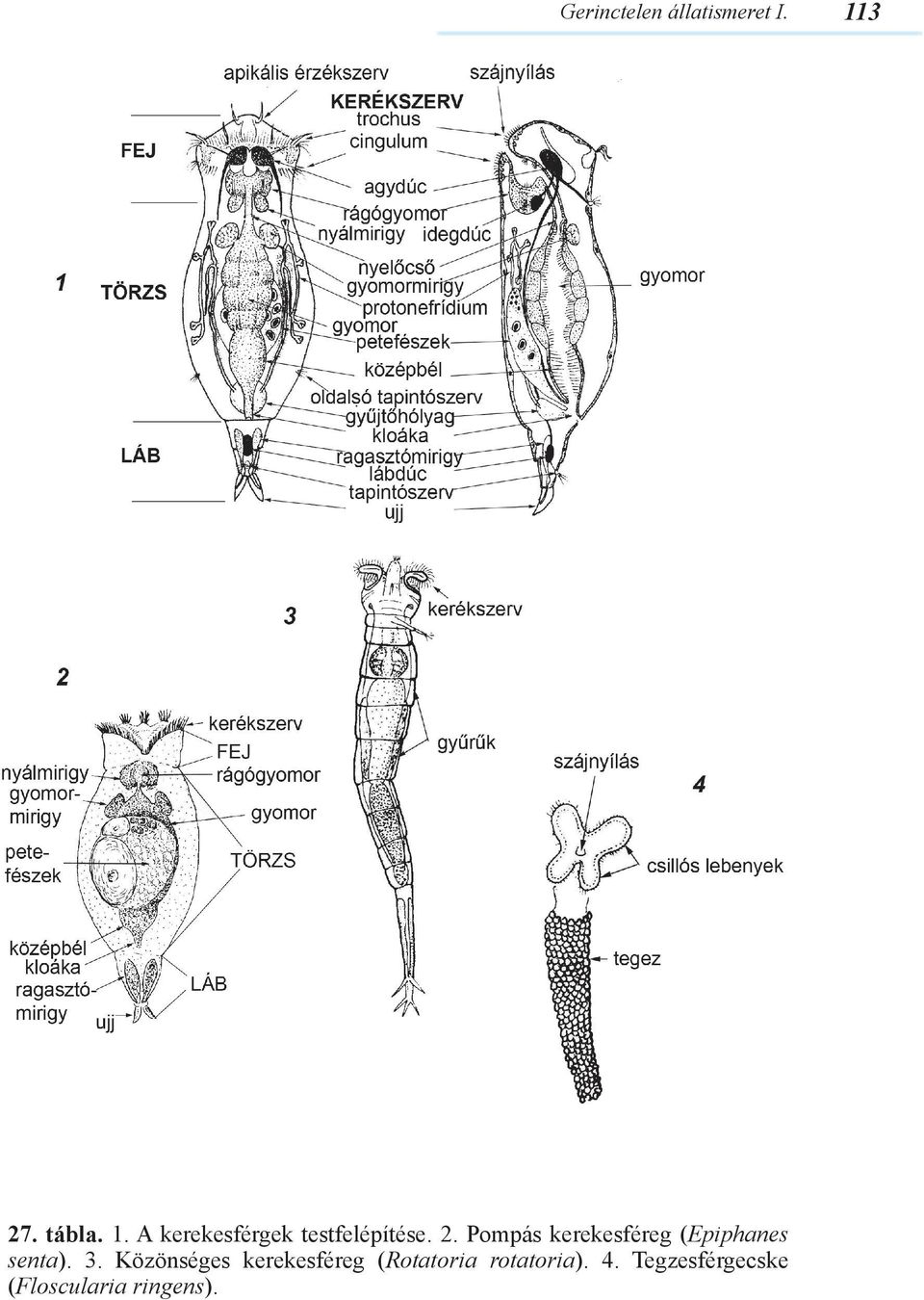 3. Közönséges kerekesféreg (Rotatoria rotatoria). 4.