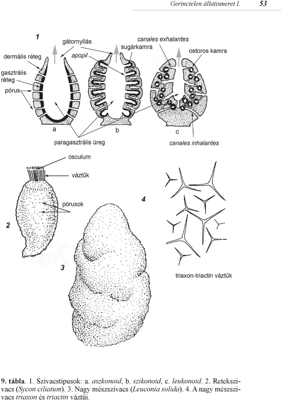 leukonoid. 2. Retekszivacs (Sycon ciliatum). 3.