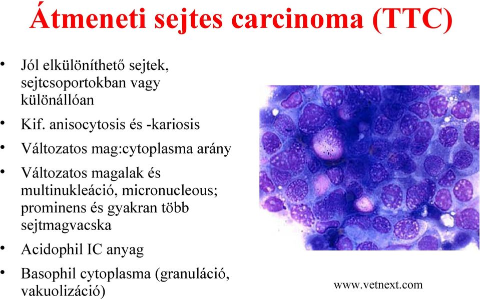 anisocytosis és -kariosis Változatos mag:cytoplasma arány Változatos magalak és
