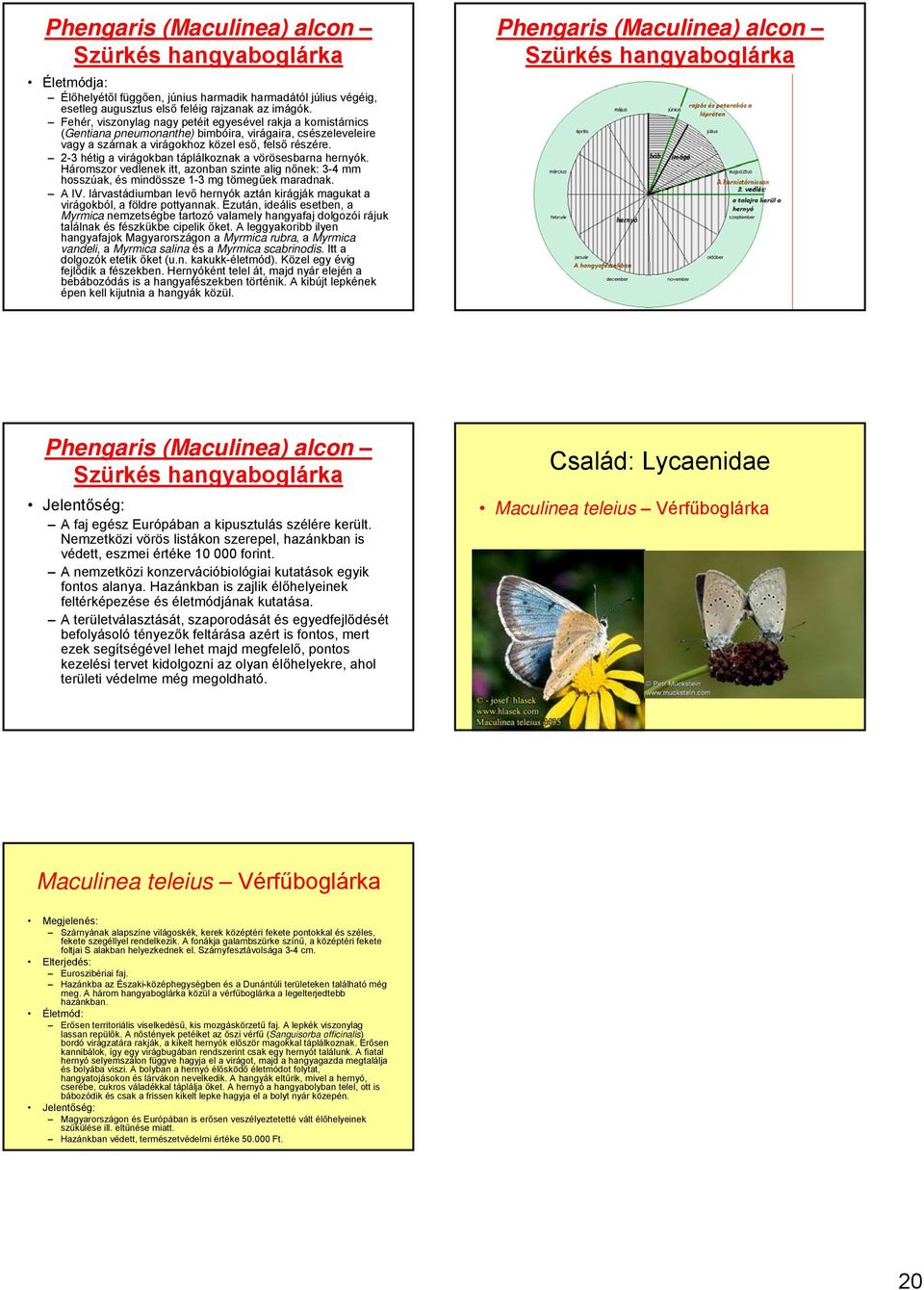 2-3 hétig a virágokban táplálkoznak a vörösesbarna hernyók. Háromszor vedlenek itt, azonban szinte alig nőnek: 3-4 mm hosszúak, és mindössze 1-3 mg tömegűek maradnak. A IV.