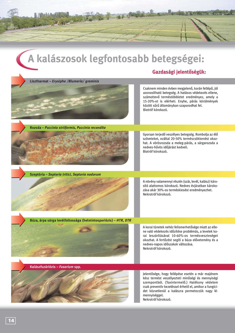 Rozsda Puccinia striiformis, Puccinia recondita Gyorsan terjedô veszélyes betegség. Rombolja az élô szöveteket, ezáltal 20-50% terméscsökkenést okozhat.