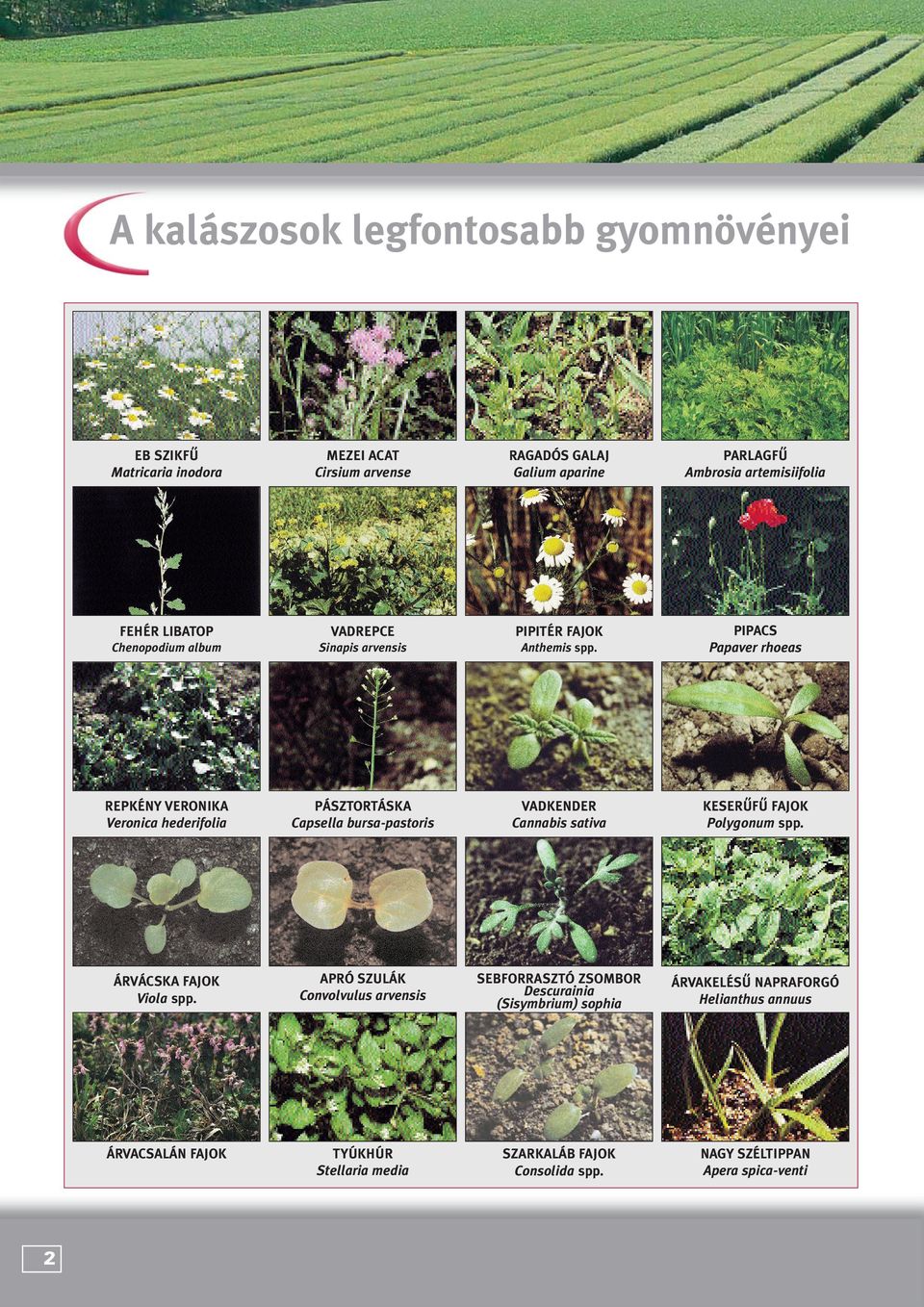 PIPACS Papaver rhoeas REPKÉNY VERONIKA Veronica hederifolia PÁSZTORTÁSKA Capsella bursa-pastoris VADKENDER Cannabis sativa KESERÛFÛ FA JOK Polygonum spp.