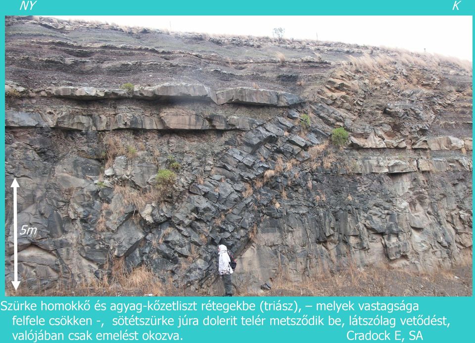 sötétszürke júra dolerit telér metsződik be,