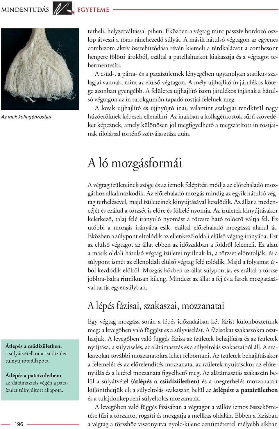 A csüd-, a párta- és a pataízületnek lényegében ugyanolyan statikus szalagjai vannak, mint az elülsô végtagon. A mély ujjhajlító ín járulékos kötege azonban gyengébb.