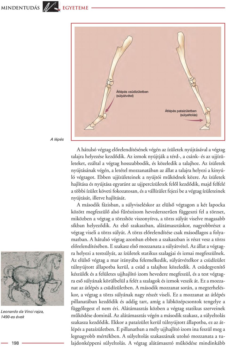 Az ízületek nyújtásának végén, a letétel mozzanatában az állat a talajra helyezi a kinyúló végtagot. Ebben ujjízületeinek a nyújtói mûködnek közre.