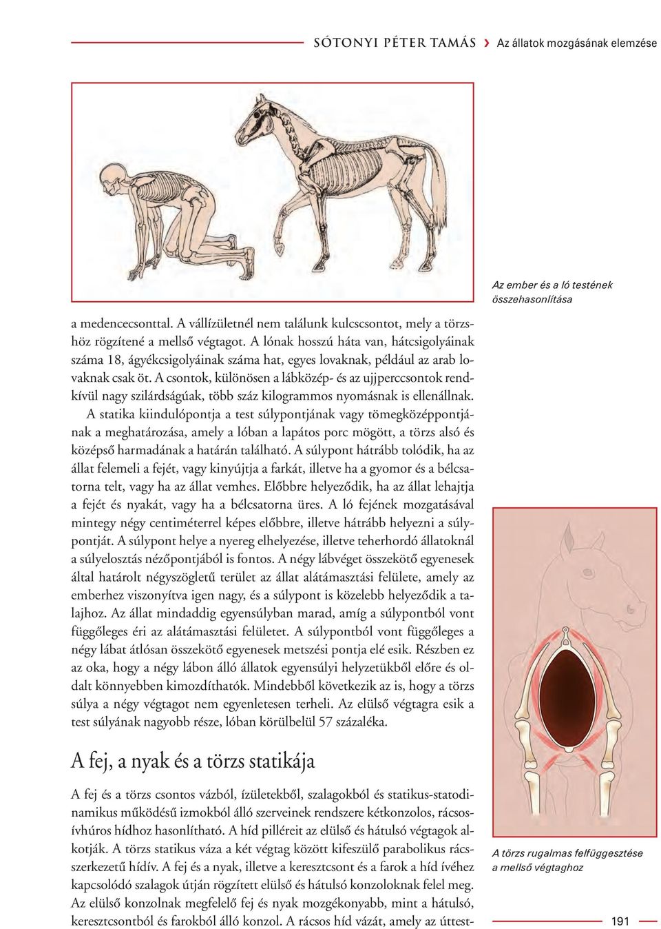 A csontok, különösen a lábközép- és az ujjperccsontok rendkívül nagy szilárdságúak, több száz kilogrammos nyomásnak is ellenállnak.