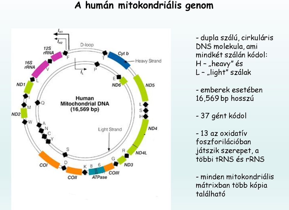 bp hosszú - 37 gént kódol - 13 az oxidatív foszforilációban játszik