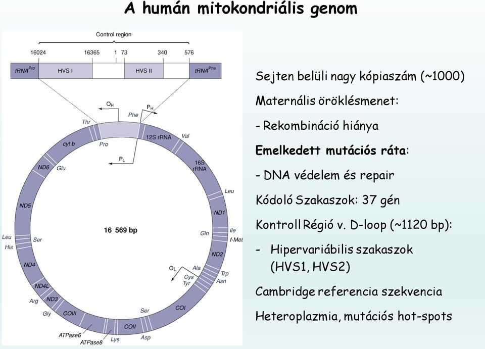 repair Kódoló Szakaszok: 37 gén Kontroll Régió v.