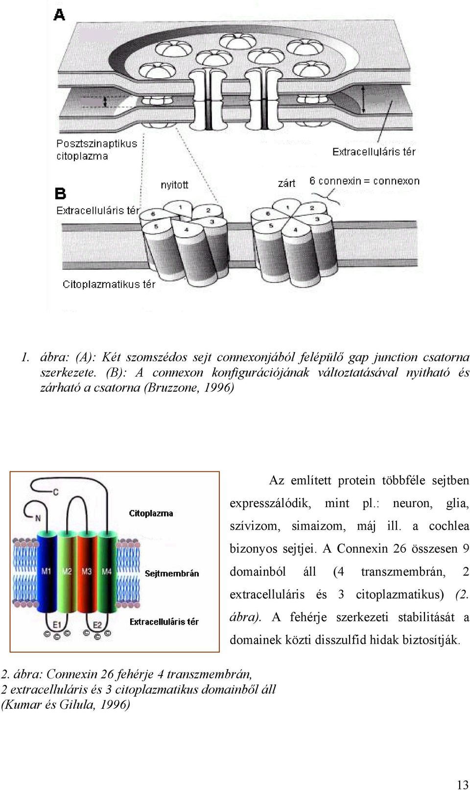ábra: Connexin 26 fehérje 4 transzmembrán, 2 extracelluláris és 3 citoplazmatikus domainb l áll (Kumar és Gilula, 1996) mint pl.